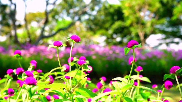 Beautiful nature sunlight. Close up fresh purple amaranth flowers in garden and butterfly flying.