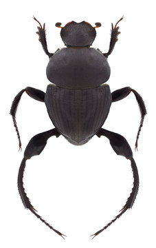 Beetle Sisyphus schaefferi on a white background