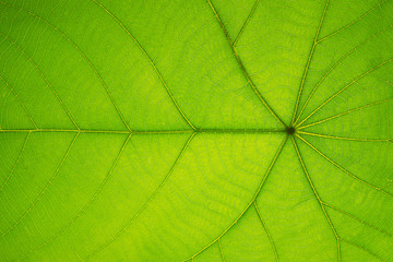 Fototapeta na wymiar Closeup of tropical green leaf with skeleton texture on white background with clipping path