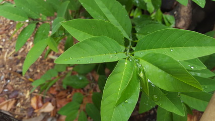 Green leaves with dew drops and natural texture in the rainy season. Suitable for use as educational material and background images