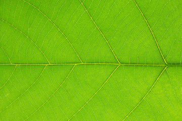 Naklejka na ściany i meble Closeup of tropical green leaf with skeleton texture on white background with clipping path