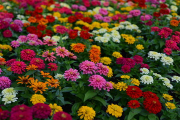 Fototapeta na wymiar Colorful Flowers Garden,Flower Blooming ,Beautiful Flowers Garden Blooming 