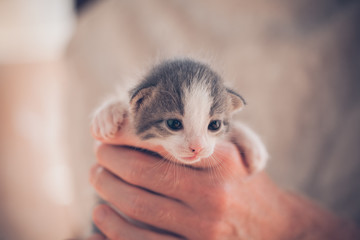 Very Little striped kitten in man hands.