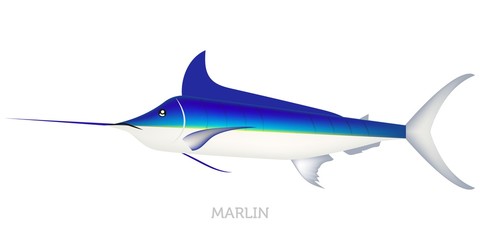 Blue marlin fish isolated on white background