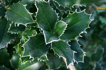 Green leaves of holly tree with hoarfrost. Cold weather, december. Frozen plant.