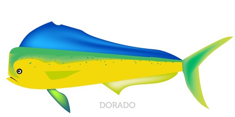 Dorado fish isolated on white background