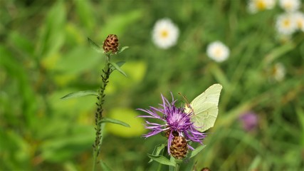 Butterfly lemongrass sitting on a meadow cornflower..
