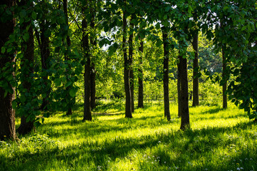 Obraz premium the sun's rays between the slender trunks of trees in spring park