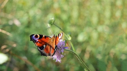 Butterfly peacock eye sits on a meadow cornflower..