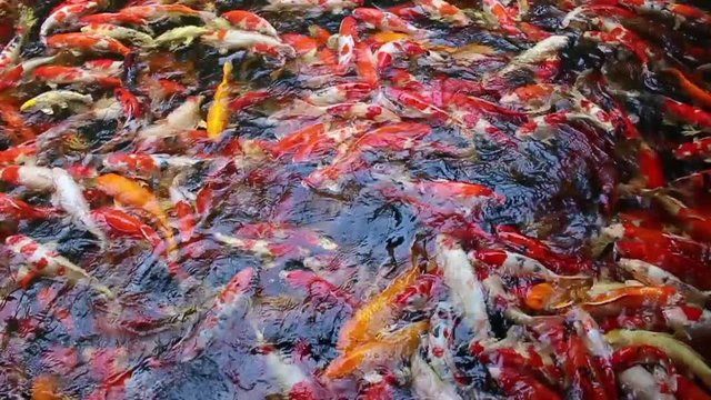 Crowd Of Colourful Crap Fish Swimming In The Pond. Koi Clap Fish In Water Are Scrambling For Food And Making Water Splash. Footage From Above.