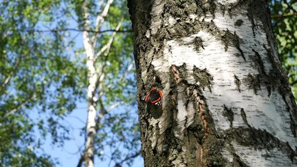 Butterfly vanessa atalanta sitting on a birch