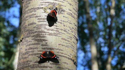 Vanessa atalanta butterflies sit on a tree.