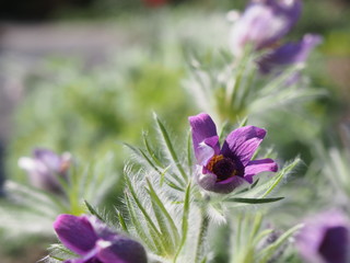 Fototapeta premium Spring, the nature awakening in the glow of light.