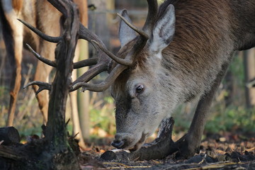 Hirsch - Kopf  Seitenprofil