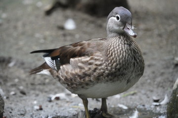 鳥