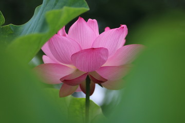 Obraz premium ハス