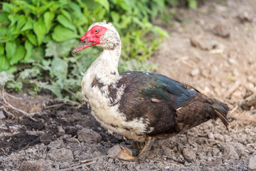 Muscovy duck walking at the fresh soil at the organic household. Authentic farm series.