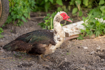 Muscovy duck walking at the fresh soil at the organic household. Authentic farm series.