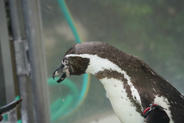 Fototapeta premium ペンギン