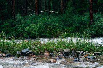 Atmospheric woodland landscape with mountain creek in dark forest. Beautiful mystery taiga with wild river. Fresh greenery in woody wilderness. Scenery to rich vegetation near mountain river in woods.