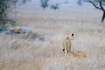 Lioness with cubs. Serengeti National Park, Tanzania, Africa
