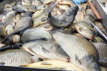 Fresh fish Carp. Catch of carp fishes