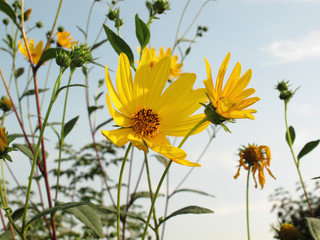 Helianthus tuberosus