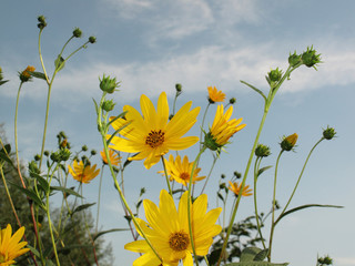 Helianthus tuberosus