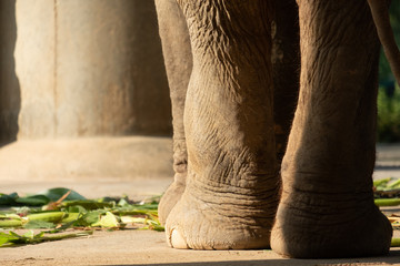 nail and foot of elephant