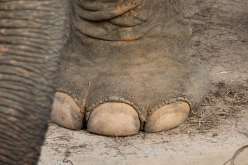 nail and foot of elephant