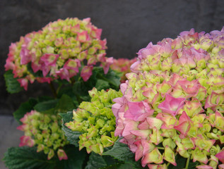 Hydrangea macrophylla