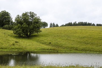 Fields of phacelia, bees, grasslands, flowers, sky, clouds