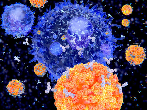 Plasma cells (B-cells) segregate specific antibodies to mark an subsequently destroy viruses (influenza viruses).