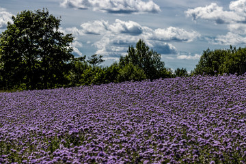 Fields of phacelia, bees, grasslands, flowers, sky, clouds