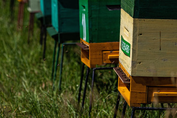 Fields of phacelia, bees, grasslands, flowers, sky, clouds