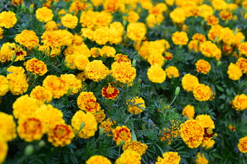 Beautiful yellow chrysanthemum blossoms in the garden