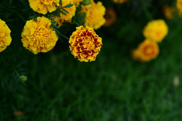 Beautiful yellow chrysanthemum blossoms in the garden