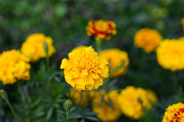 Beautiful yellow chrysanthemum blossoms in the garden