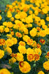 Beautiful yellow chrysanthemum blossoms in the garden
