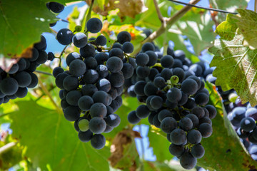 Close-up of ripe blue wine grapes on vine, vineyards in autumn harvest. Fruits in fall. beautiful red grapes ready for harvesting