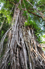 プリアカン・遺跡の大木	