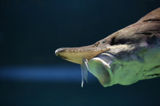  Sturgeon fish swim at the bottom of the aquarium. The fish opened its mouth.