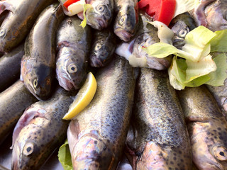 Raw fish background. Group of raw trout in the market. Horizontal, side view, close-up. The concept...
