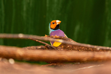 Gouldian Finches Perched in their Cage