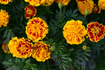 Beautiful yellow chrysanthemum blossoms in the garden