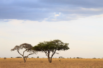 Naklejka na ściany i meble Serengeti National Park landscape, Tanzania, Africa