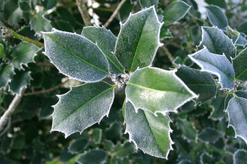 Hoarfrost holly green leaves, christmas tree. December, winter time.
