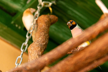 Gouldian Finches Perched in their Cage