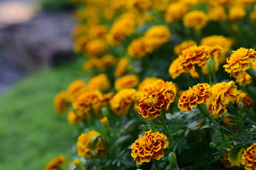 Beautiful yellow chrysanthemum blossoms in the garden