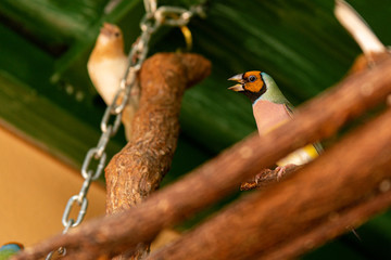 Gouldian Finches Perched in their Cage